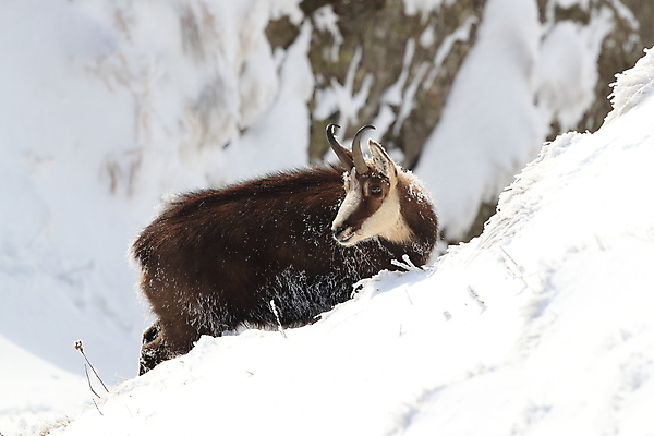 포토 JPG 해외이미지 동물 응시 유럽 야생동물 신체 포유류 휴가 산 뿔 종류 초원 성인 사람없음 빛 컬러풀 프랑스 방목 보석 가득함 손목시계 즐거움 싱글 알프스 서식지 길이 내추럴 찰과상 해외202105 해외포토 시선 감정 나라 시계 컬러 장신구 사람 축산업 상처 광석 파일형식