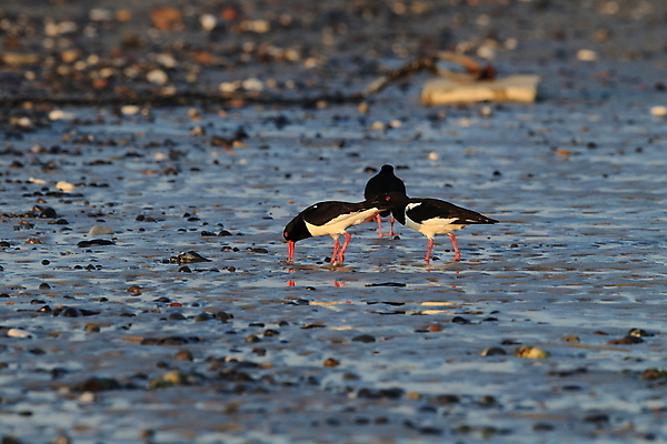포토 JPG 해외이미지 조류 야외 물떼새 해외202105 검은머리물떼새 해외포토 동물 파일형식