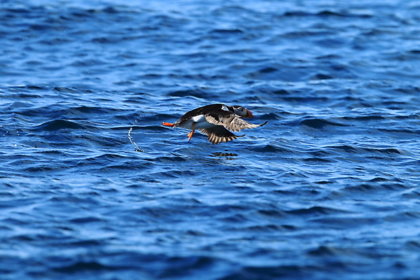 포토 JPG 해외이미지 동물 야생동물 바다 섬 여행 백그라운드 자연 조류 휴가 노르웨이 아이슬란드 사람없음 물 여름 파란색 컬러풀 검은색 황무지 깃털 부리 앵무새 북쪽 대서양 계산서 스칸디나비아 해외202105 해외포토 자연요소 계절 유럽 컬러 방향 생태계 파일형식