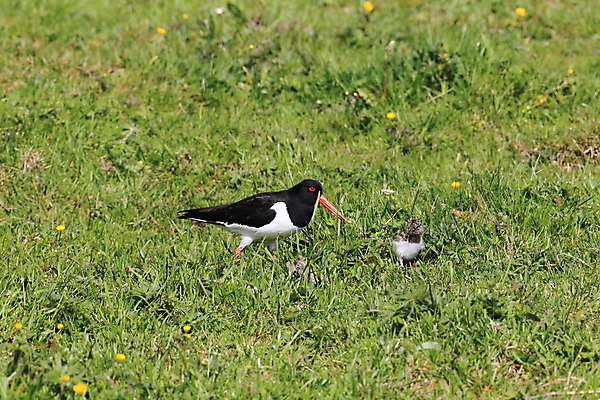 포토 JPG 해외이미지 조류 야외 물떼새 해외202105 검은머리물떼새 해외포토 동물 파일형식