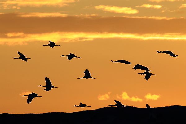 포토 JPG 해외이미지 동물 실루엣 호수 야생동물 날개 모션 조류 하늘 새로움 산 멕시코 옥수수 풍경 사람없음 빨간색 황혼 일몰 회색 연못 쌍 은색 언덕 기중기 물새 많음 수평선 해외202105 해외포토 컬러 컨셉 북아메리카 곡류 촬영기법 노을 중장비 파일형식