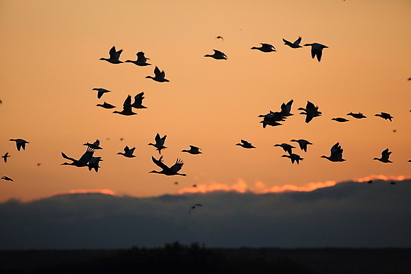포토 JPG 해외이미지 동물 호수 야생동물 이동 겨울 날개 자연 조류 하늘 사람없음 야외 빨간색 물 파란색 검은색 봄 흰색 시골 그룹 우아함 군중 깃털 사냥 거위 물새 철새 뉴멕시코 해외202105 해외포토 자연요소 계절 컬러 컨셉 사람 생태계 파일형식
