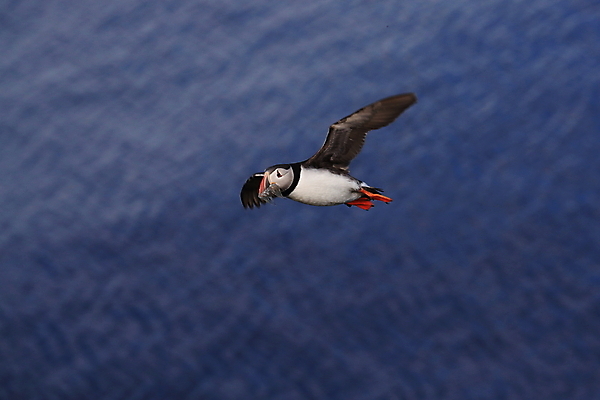 포토 JPG 해외이미지 동물 야생동물 바다 섬 여행 백그라운드 자연 조류 휴가 노르웨이 아이슬란드 사람없음 컬러풀 검은색 황무지 깃털 부리 앵무새 북쪽 대서양 계산서 스칸디나비아 해외202105 해외포토 유럽 컬러 방향 생태계 파일형식