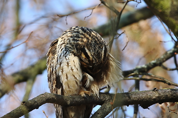 포토 JPG 해외이미지 나무 동물 응시 공원 여자 남자 야생동물 자연 조류 앉기 사람없음 목재 초록색 봄 덮개 숲 먹이 심볼 사냥 귀 육식동물 자작나무 동물상 옛날 해외202105 해외포토 식물 시선 계절 공공시설 컬러 재료 모션 사람 신체부위 조형물 뚜껑 생태계 파일형식