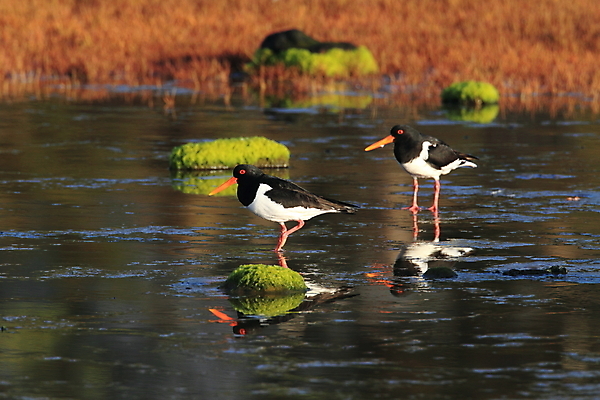 포토 JPG 해외이미지 조류 야외 물떼새 해외202105 검은머리물떼새 해외포토 동물 파일형식