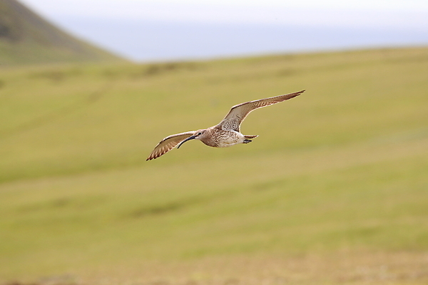포토 JPG 해외이미지 동물 유럽 야생동물 바다 섬 여행 겨울 날개 자연 조류 아이슬란드 서기 풍경 초원 성인 사람없음 야외 옆모습 가로 초록색 물 여름 환경 봄 관찰 깃털 만족 부리 계산서 기르기 땅바닥 해외202105 해외포토 자연요소 계절 감정 나라 뷰포인트 컬러 모션 바닥 사람 생태계 돌봄 파일형식