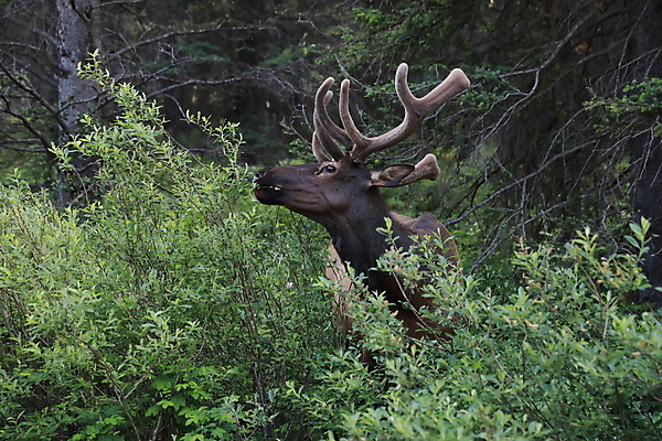 포토 JPG 해외이미지 동물 공원 남자 야생동물 캐나다 밭 포유류 자연 사슴 산 뿔 풍경 초원 사람없음 야외 초록색 갈색 숲 큼 먹이 먹기 바퀴자국 황소 사냥 내추럴 밴프 앨버타 엘크 웅장함 전국 로키산맥 그리너리 해외202105 해외포토 공공시설 컬러 북아메리카 농업 자국 모션 사람 소 크기 생태계 파일형식 트랜드컬러