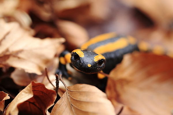 포토 JPG 해외이미지 동물 패턴 가족 불 산 종류 양서류 사람없음 초록색 파란색 노란색 검은색 프랑스 개울 동굴 플랫 숲 서식지 루마니아 불가리아 우크라이나 진짜 코르시카 해외202105 해외포토 자연요소 유럽 컬러 섬 무늬 관계 강 파일형식 남유럽
