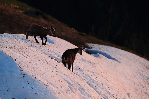 포토 JPG 해외이미지 동물 응시 유럽 야생동물 신체 장난 포유류 놀이 휴가 산 뿔 종류 초원 성인 사람없음 빛 컬러풀 프랑스 작음 방목 보석 가득함 손목시계 즐거움 싱글 알프스 서식지 길이 내추럴 찰과상 해외202105 해외포토 시선 감정 나라 시계 컬러 장신구 사람 축산업 상처 크기 광석 파일형식