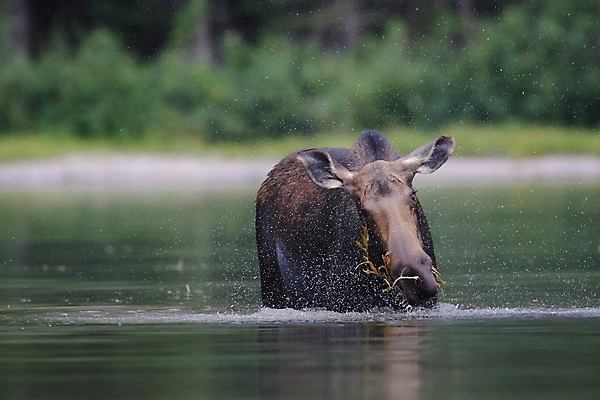 포토 JPG 해외이미지 동물 1 공원 여자 음료 야생동물 새끼 북아메리카 포유류 자연 뿔 국립공원 사람없음 야외 초록색 물 환경 수영 미국 연못 빙하 내추럴 송아지 수유 해외202105 해외포토 자연요소 공공시설 컬러 아메리카 사람 수상스포츠 소 생태계 파일형식