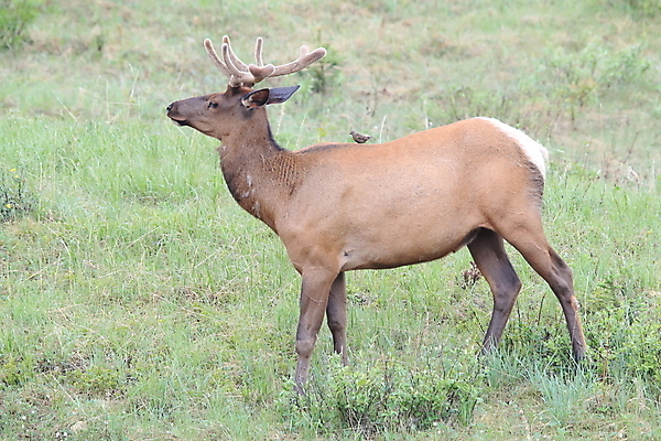 포토 JPG 해외이미지 동물 공원 여자 남자 야생동물 캐나다 날개 포유류 자연 조류 사슴 산 앉기 초원 사람없음 야외 환경 달러 가을 게임 황무지 군중 큼 바퀴자국 깃털 황소 사냥 서식지 동물상 밴프 분배 앨버타 엘크 전국 해외202105 해외포토 계절 공공시설 돈 북아메리카 자국 모션 놀이 사람 조형물 소 크기 생태계 파일형식