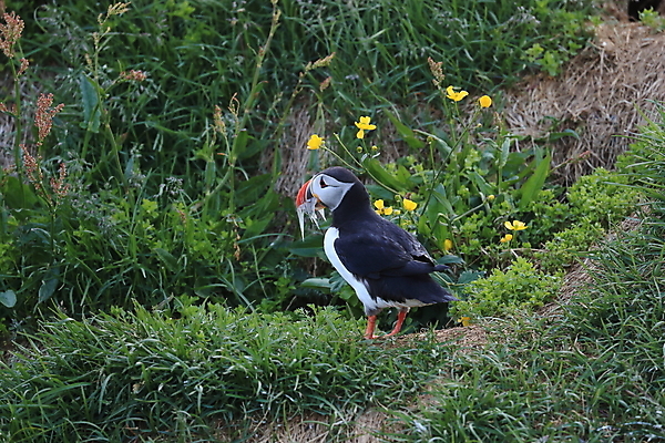 포토 JPG 해외이미지 유럽 2 자연 조류 아이슬란드 어류 서기 앉기 사람없음 가로 컬러풀 깃털 언덕 부리 대서양 남쪽 계산서 식민지 헤드랜드 해외202105 해외포토 동물 나라 바다 컬러 모션 수중동물 방향 생태계 파일형식
