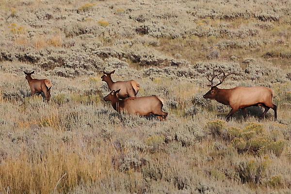 포토 JPG 해외이미지 응시 공원 여자 야생동물 여행 2 엄마 사슴 뿔 앉기 사람없음 강 쌓기 달러 미국 아기 관찰 양 뜨거움 소 닫기 쌍둥이 황소 영양 북쪽 타운 멸종위기동물 제비 노려봄 매머드 암사슴 엘크 와이오밍 전국 해외202105 해외포토 동물 시선 공공시설 돈 북아메리카 포유류 가족 모션 조류 표정 사람 도시 암컷 방향 파일형식 멸종위기종