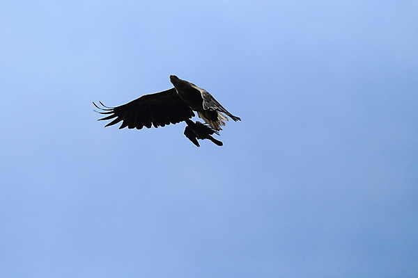 포토 JPG 해외이미지 동물 구름 유럽 야생동물 바다 섬 포즈 날개 자연 조류 하늘 산 노르웨이 성인 사람없음 물 파란색 갈색 노란색 회색 자유 흰색 떨어짐 먹이 북극 다이빙 꼬리 사냥 육식동물 스칸디나비아 해외202105 해외포토 자연요소 나라 컬러 컨셉 사람 수영 극지방 생태계 수중스포츠 파일형식