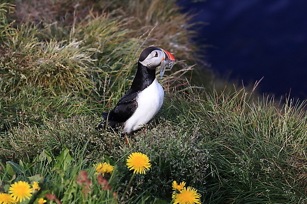 포토 JPG 해외이미지 유럽 2 자연 조류 아이슬란드 어류 서기 앉기 사람없음 가로 여름 컬러풀 깃털 언덕 부리 대서양 남쪽 계산서 식민지 헤드랜드 해외202105 해외포토 동물 계절 나라 바다 컬러 모션 수중동물 방향 생태계 파일형식