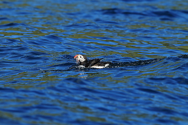 포토 JPG 해외이미지 동물 야생동물 바다 섬 여행 백그라운드 자연 조류 휴가 노르웨이 아이슬란드 사람없음 물 여름 파란색 컬러풀 검은색 황무지 깃털 부리 앵무새 북쪽 대서양 계산서 스칸디나비아 해외202105 해외포토 자연요소 계절 유럽 컬러 방향 생태계 파일형식