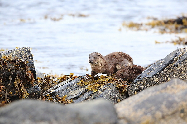 포토 JPG 해외이미지 나무 동물 유럽 얼굴 야생동물 겨울 포유류 자연 털 노르웨이 어업 사람없음 야외 물 강 갈색 머리 수영 젖음 게 관찰 닫기 묘사 코 귀 육식동물 북쪽 멸종 내추럴 동물상 해외202105 해외포토 자연요소 식물 계절 나라 산업 컬러 모션 갑각류 신체부위 조형물 수상스포츠 방향 생태계 파일형식