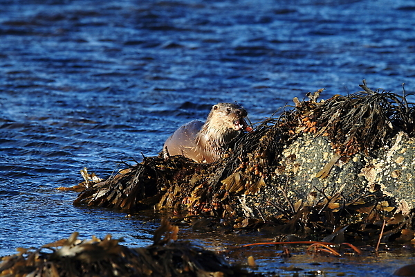 포토 JPG 해외이미지 나무 동물 유럽 얼굴 야생동물 겨울 포유류 자연 털 노르웨이 어업 사람없음 야외 물 강 갈색 머리 수영 젖음 게 관찰 닫기 묘사 코 귀 육식동물 북쪽 멸종 내추럴 동물상 해외202105 해외포토 자연요소 식물 계절 나라 산업 컬러 모션 갑각류 신체부위 조형물 수상스포츠 방향 생태계 파일형식