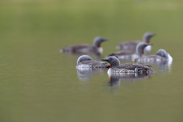 포토 JPG 해외이미지 동물 호수 야생동물 바다 자연 조류 표면 영국 아이슬란드 사람없음 야외 가로 빨간색 물 반사 수영 펼침 연못 서핑 잠수부 습지 몸단장 민물 변소 스칸디나비아 해외202105 해외포토 자연요소 유럽 컬러 모션 수상스포츠 전문직 생태계 파일형식