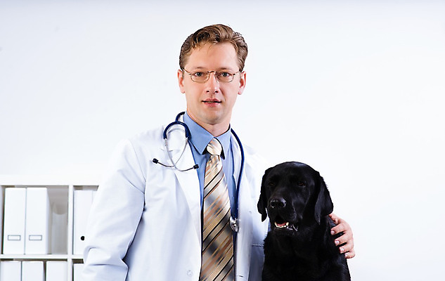 포토 JPG 해외이미지 동물 직업 응시 남자 백그라운드 유니폼 털 건강 병원 한명 사람 성인 치료 반려동물 약 고통 시험 의사 흰색 업무 개 복지 귀 감염 지역 점검 수의사 송곳니 돌봄 섞기 진통제 헬프 해외202004 해외202105 해외포토 레이스천 1 시선 옷 교육 감정 컬러 포유류 의학 모션 신체부위 의료진 직물 작업 도움 치아 사회이슈 파일형식