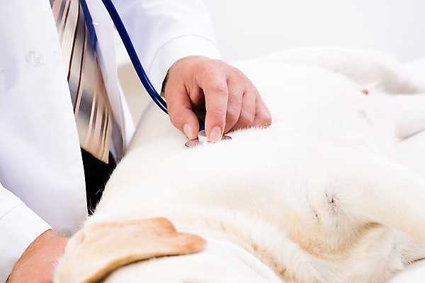 포토 JPG 해외이미지 동물 직업 응시 남자 백그라운드 유니폼 털 건강 병원 사람 성인 사람없음 치료 반려동물 약 고통 시험 의사 흰색 업무 개 복지 귀 감염 지역 점검 수의사 송곳니 돌봄 섞기 진통제 헬프 해외202004 해외202105 해외포토 레이스천 시선 옷 교육 감정 컬러 포유류 의학 모션 신체부위 의료진 직물 작업 도움 치아 사회이슈 파일형식