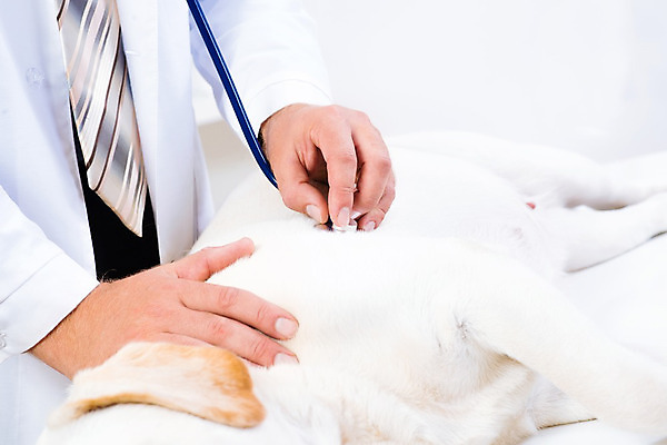 포토 JPG 해외이미지 동물 직업 응시 남자 백그라운드 유니폼 털 건강 병원 사람 성인 사람없음 치료 반려동물 약 고통 시험 의사 흰색 업무 개 복지 귀 감염 지역 점검 수의사 송곳니 돌봄 섞기 진통제 헬프 해외202004 해외202105 해외포토 레이스천 시선 옷 교육 감정 컬러 포유류 의학 모션 신체부위 의료진 직물 작업 도움 치아 사회이슈 파일형식