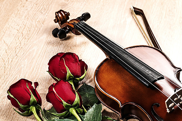 포토 JPG 해외이미지 사람없음 장미 우아함 바이올린 나무바닥 바이올린활 해외202004 해외202105 해외포토 꽃 컨셉 현악기 바닥 파일형식