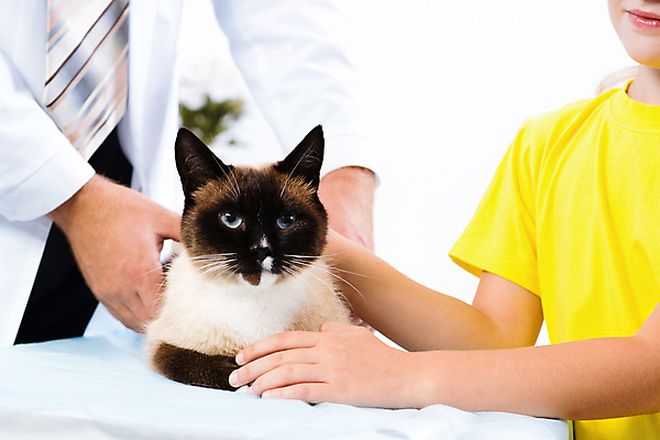 포토 JPG 해외이미지 동물 백인 직업 라이프스타일 여자 어린이 백그라운드 청진기 수염 실내 건강 병원 사랑 한명 사람 성인 치료 반려동물 약 고양이 방 고통 장비 의사 흰색 잡기 가운 수의사 돌봄 제어 해외202004 해외202105 해외포토 서양인 1 옷 감정 컬러 포유류 의학 의료기기 모션 내부 생활 의료진 파일형식