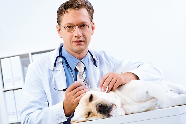 포토 JPG 해외이미지 동물 직업 응시 남자 백그라운드 유니폼 털 건강 병원 한명 사람 성인 치료 반려동물 약 고통 시험 의사 흰색 업무 개 복지 귀 감염 지역 점검 수의사 송곳니 돌봄 섞기 진통제 헬프 해외202004 해외202105 해외포토 레이스천 1 시선 옷 교육 감정 컬러 포유류 의학 모션 신체부위 의료진 직물 작업 도움 치아 사회이슈 파일형식