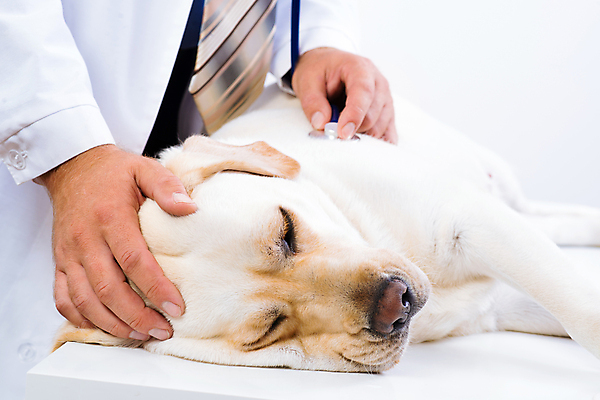 포토 JPG 해외이미지 동물 직업 응시 남자 백그라운드 유니폼 털 건강 병원 사람 성인 사람없음 치료 반려동물 약 고통 시험 의사 흰색 업무 개 복지 귀 감염 지역 점검 수의사 송곳니 돌봄 섞기 진통제 헬프 해외202004 해외202105 해외포토 레이스천 시선 옷 교육 감정 컬러 포유류 의학 모션 신체부위 의료진 직물 작업 도움 치아 사회이슈 파일형식