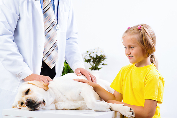 포토 JPG 해외이미지 동물 백인 직업 라이프스타일 여자 어린이 백그라운드 청진기 실내 건강 병원 사랑 한명 사람 성인 치료 반려동물 약 방 고통 장비 의사 흰색 잡기 가운 개 강아지 수의사 송곳니 돌봄 제어 해외202004 해외202105 해외포토 서양인 1 옷 감정 컬러 포유류 의학 의료기기 모션 내부 생활 의료진 치아 파일형식