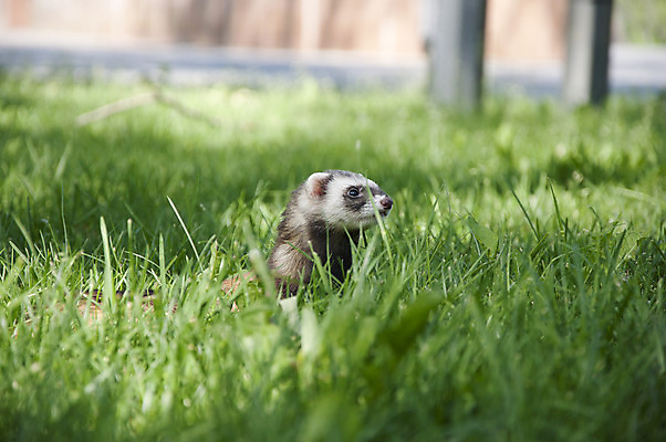 포토 JPG 해외이미지 동물 공원 여자 지도 포유류 수염 사람없음 초록색 반려동물 산책 코트 먹이 모피 호기심 코 귀 육식동물 부드러움 조립 포식 해외202004 해외202105 해외포토 공공시설 감정 컬러 컨셉 휴식 사람 신체부위 외투 감각 파일형식