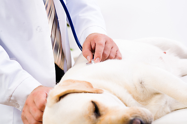 포토 JPG 해외이미지 동물 직업 응시 남자 백그라운드 유니폼 털 건강 병원 사람 성인 사람없음 치료 반려동물 약 고통 시험 의사 흰색 업무 개 복지 귀 감염 지역 점검 수의사 송곳니 돌봄 섞기 진통제 헬프 해외202004 해외202105 해외포토 레이스천 시선 옷 교육 감정 컬러 포유류 의학 모션 신체부위 의료진 직물 작업 도움 치아 사회이슈 파일형식