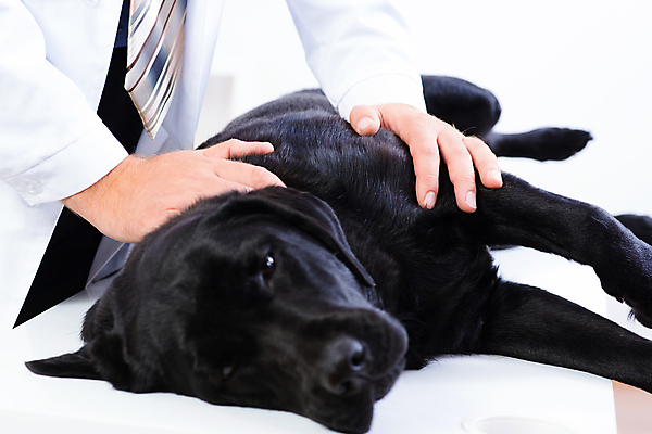 포토 JPG 해외이미지 동물 직업 응시 남자 백그라운드 유니폼 털 건강 병원 사람 성인 사람없음 치료 반려동물 약 고통 시험 의사 흰색 업무 개 복지 귀 감염 지역 점검 수의사 송곳니 돌봄 섞기 진통제 헬프 해외202004 해외202105 해외포토 레이스천 시선 옷 교육 감정 컬러 포유류 의학 모션 신체부위 의료진 직물 작업 도움 치아 사회이슈 파일형식