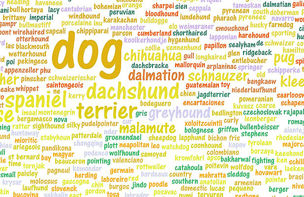 포토 JPG 해외이미지 동물 포스터 새끼 백그라운드 컨셉 벽지 추상 종류 사람없음 반려동물 학습 장난감 스패니얼 개 만화 테리어 사냥개 치와와 몸단장 송곳니 기르기 테마 목차 해외202004 해외202105 해외포토 교육 무늬 포유류 치아 돌봄 파일형식