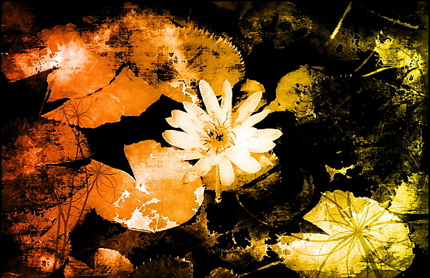 포토 JPG 해외이미지 꽃 아시아 선 백그라운드 꽃무늬 일러스트 자연 추상 연꽃 동양인 사람없음 물 유행 스파 화목 침묵 고요 수확 마사지 우아함 백합 명상 그림 내추럴 구식 그런지 옛날 테마 해외202004 해외202105 해외포토 자연요소 식물 나라 컨셉 무늬 농업 인종 소리 생태계 파일형식