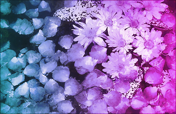 포토 JPG 해외이미지 템플릿 디자인 꽃 백그라운드 꽃무늬 패턴 일러스트 자연 벽지 추상 발렌타인데이 풍경 사람없음 내부 물 유행 덮개 붓 그리기 그룹 고급 그림 질감 엽서 내추럴 결백 그런지 천진난만 카피스페이스 해외202004 해외202105 해외포토 자연요소 식물 컨셉 무늬 모션 데이이벤트 공백 뚜껑 편지 생태계 파일형식