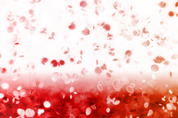 포토 JPG 해외이미지 배너 계절 꽃 감정 포스터 백그라운드 잎 꽃무늬 일러스트 바람 추상 사랑 동양인 사람없음 빨간색 중국 낭만 흐름 벚꽃 신용카드 개화 4 체리 변화 떨어짐 가득함 엽서 단아함 테마 해외202004 해외202105 해외포토 자연요소 식물 아시아 컬러 컨셉 무늬 과일 날씨 인종 금융 숫자 편지 파일형식