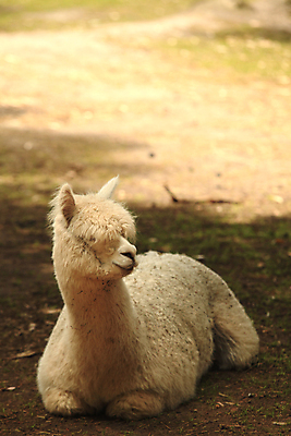 포토 JPG 해외이미지 동물 1 얼굴 포유류 자연 휴식 털 동물원 사람없음 반려동물 농장 쌓기 미국 가축 흰색 황무지 닫기 호주 즐거움 귀 부드러움 목 솜털 주둥이 양고기 칠레 양모 알파카 양털 특별함 페루 해외202004 해외202105 해외포토 감정 컬러 컨셉 북아메리카 농업 모션 육류 신체부위 직물 감각 남아메리카 오세아니아 생태계 파일형식