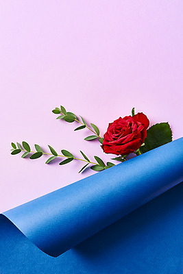 포토 JPG 스튜디오촬영 기념일 잎 실내 사람없음 파란색 하이앵글 장미 축하 어버이날 스승의날 감사 5월행사 보라색배경 성년의날 국내포토 식물 꽃 감정 뷰포인트 컬러 백그라운드 컨셉 이벤트 내부 보라색 5월 파일형식