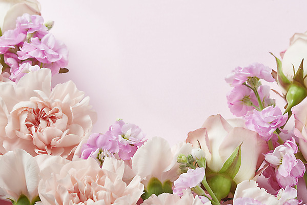 포토 JPG 스튜디오촬영 기념일 꽃 실내 근접촬영 사람없음 하이앵글 장미 축하 어버이날 스승의날 카네이션 감사 5월행사 성년의날 분홍색배경 국내포토 식물 감정 뷰포인트 분홍색 백그라운드 컨셉 이벤트 내부 5월 파일형식