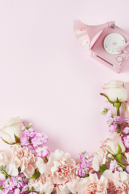 포토 JPG 스튜디오촬영 기념일 꽃 실내 사람없음 하이앵글 장미 축하 어버이날 스승의날 카네이션 감사 5월행사 축음기 성년의날 분홍색배경 국내포토 식물 감정 뷰포인트 분홍색 음향기기 백그라운드 컨셉 이벤트 내부 골동품 5월 파일형식