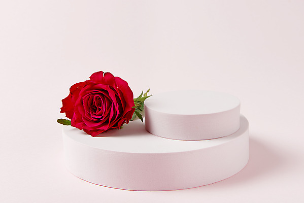 포토 JPG 스튜디오촬영 기념일 실내 사람없음 장미 축하 어버이날 스승의날 감사 5월행사 단상 성년의날 분홍색배경 국내포토 꽃 감정 분홍색 백그라운드 컨셉 이벤트 내부 5월 파일형식