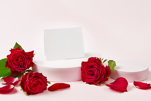 포토 JPG 스튜디오촬영 기념일 꽃잎 잎 실내 사람없음 장미 축하 어버이날 스승의날 감사 5월행사 단상 분홍색배경 국내포토 카드프레임 식물 꽃 감정 분홍색 백그라운드 컨셉 프레임 이벤트 내부 5월 파일형식