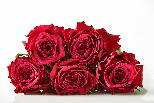 포토 JPG 스튜디오촬영 기념일 꽃다발 실내 사람없음 장미 쌓기 축하 어버이날 스승의날 흰배경 감사 5월행사 성년의날 국내포토 꽃 감정 백그라운드 컨셉 모션 이벤트 내부 흰색 5월 파일형식