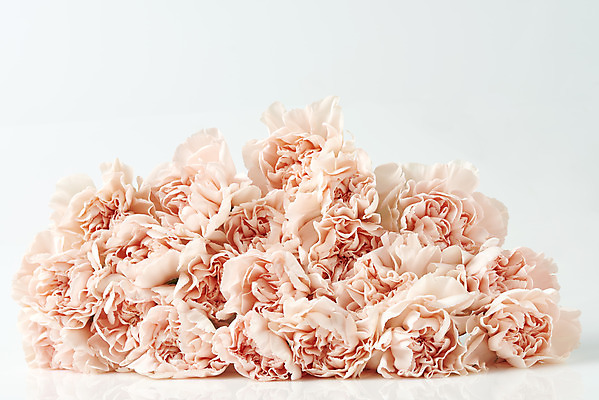 포토 JPG 스튜디오촬영 기념일 꽃다발 실내 사람없음 쌓기 축하 어버이날 스승의날 카네이션 흰배경 감사 5월행사 국내포토 꽃 감정 백그라운드 컨셉 모션 이벤트 내부 흰색 5월 파일형식