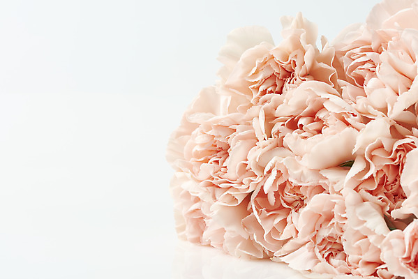 포토 JPG 스튜디오촬영 기념일 꽃다발 실내 근접촬영 사람없음 쌓기 축하 어버이날 스승의날 카네이션 흰배경 감사 5월행사 국내포토 꽃 감정 뷰포인트 백그라운드 컨셉 모션 이벤트 내부 흰색 5월 파일형식