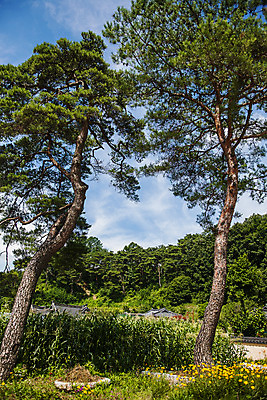 포토 JPG 주간 한국전통 하늘 풍경 사람없음 야외 소나무 숲 경상북도 국내여행 봉화 국내포토 자연요소 나무 전통 여행 한국 경상도 파일형식