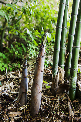 포토 JPG 주간 사람없음 야외 전라남도 대나무 특산물 죽순 담양 국내포토 자연요소 나무 전라도 파일형식
