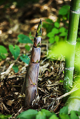 포토 JPG 주간 사람없음 야외 아웃포커스 소프트포커스 전라남도 대나무 특산물 죽순 담양 국내포토 자연요소 나무 촬영기법 전라도 파일형식